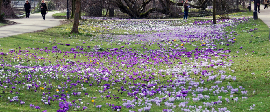 Tausende Krokusblüten in lila in der Lichtentaler Allee