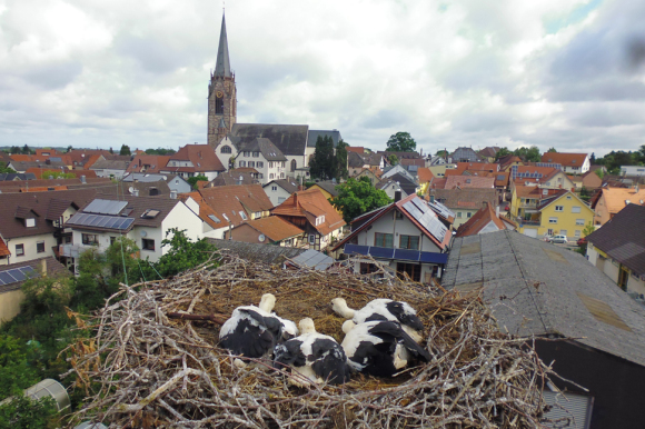 In einem Nest liegen mehrere Storchenküken. Im Hintergrund ist die Steinbacher Kirche zu sehen. 