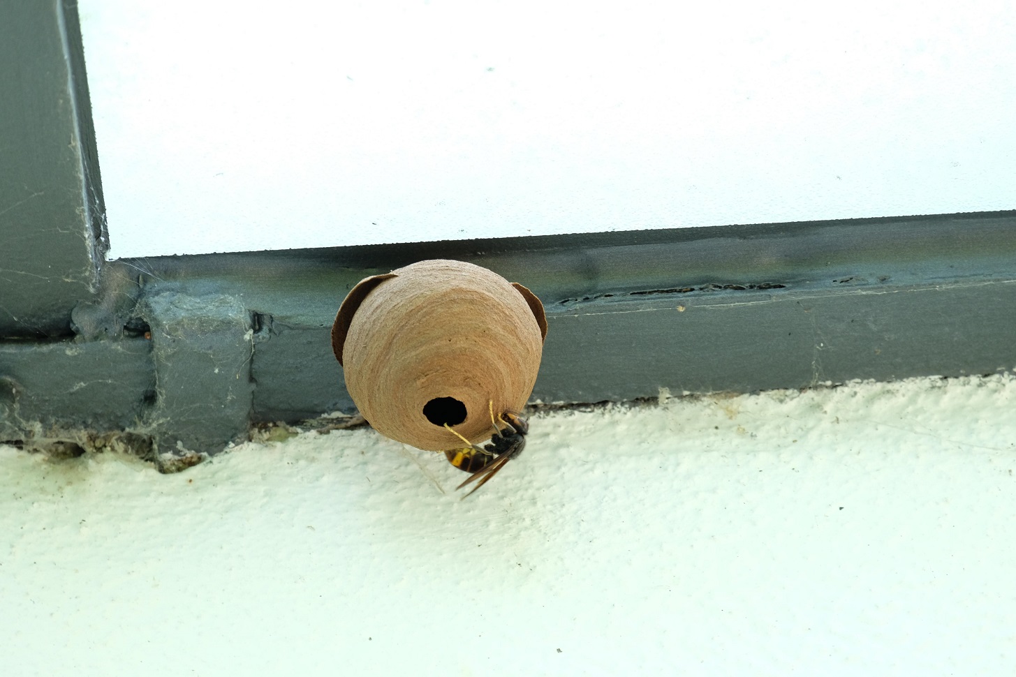 Nest der invasiven asiatischen Hornisse.