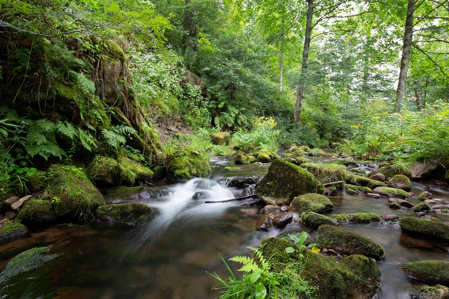 Ein Fluss mitten im grünen Wald. 