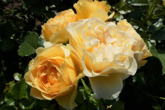 Auf dem Bild sind gelbe Rosen zu sehen, welche als "Goldene Rose von Baden-Baden" ausgezeichnet wurde