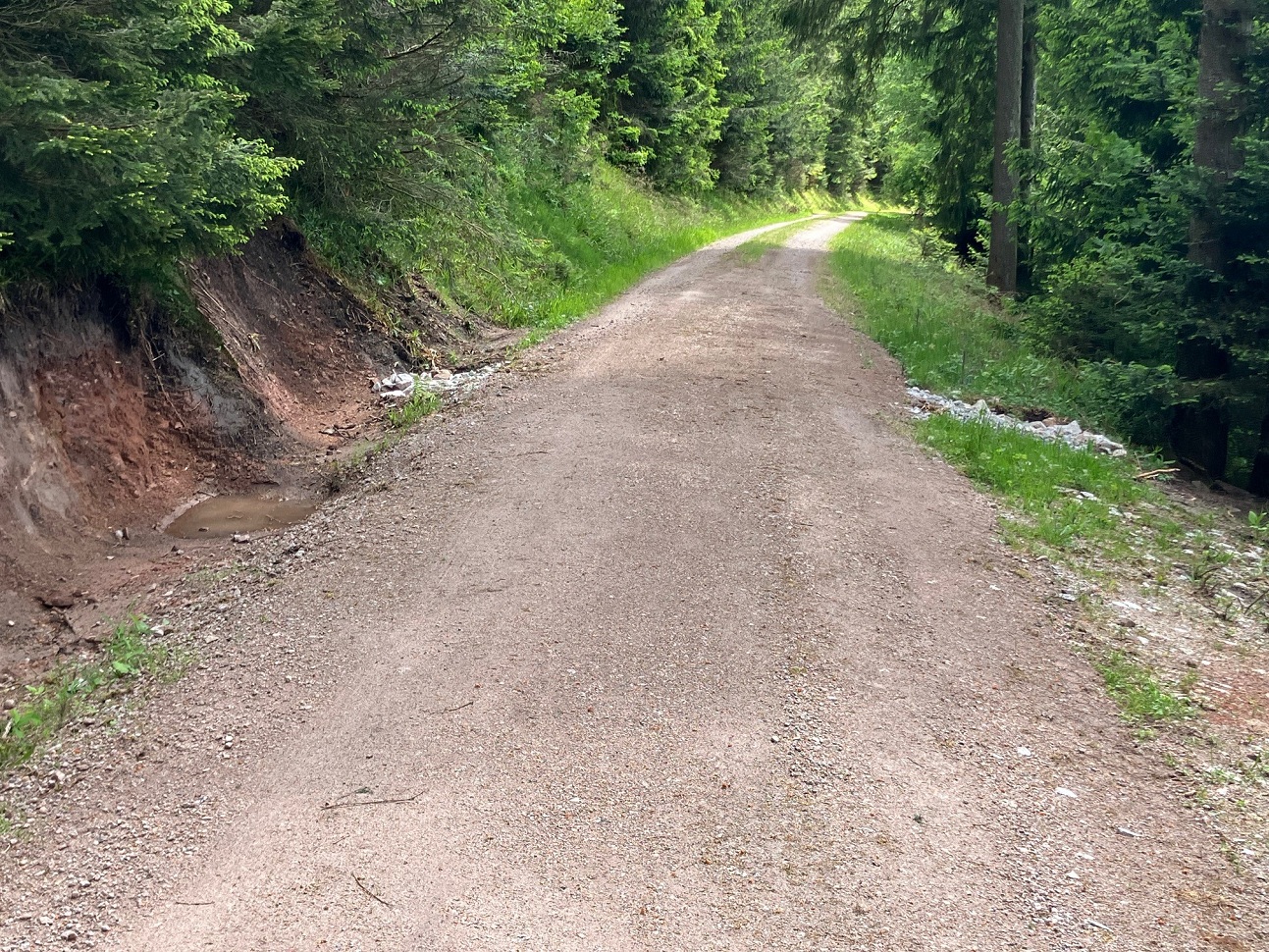 Zu sehen ist ein Waldweg. 