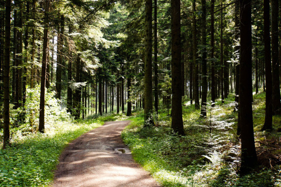 Ein Wanderweg durch den Schwarzwald