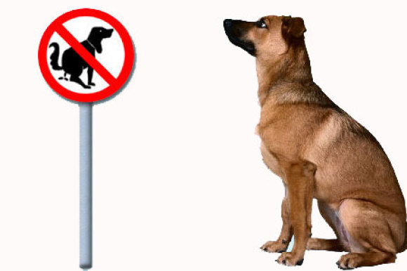 Ein Verbotsschild (mit dem Hund Gassi zu gehen)das von einem Hundangeschaut wird