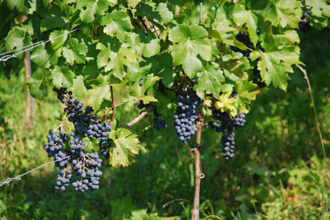 Weinberg mit blauen Trauben