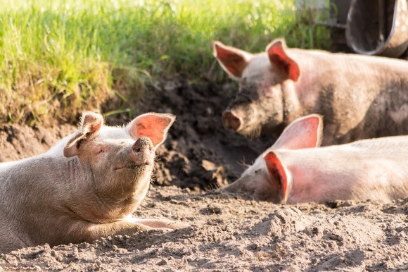 Drei Schweine sonnen sich im Sand.