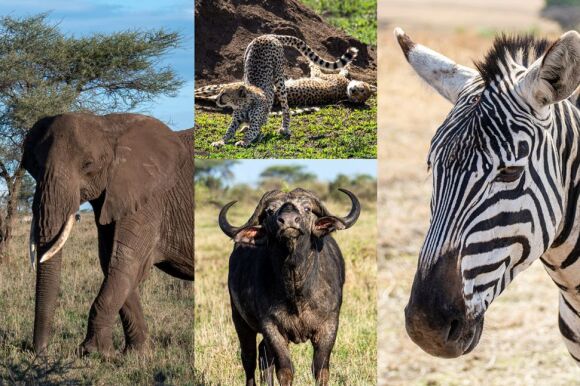 Collage von Tierfotos: Zebra, Elefant, Leopard und Kaffernbüffel.