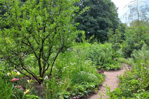 Beschaulicher Weg durch Pflanzen der Landesgartenschau 2025