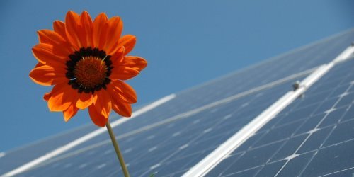 Solaranlage auf einem Dach, im Vordergrund eine Blume