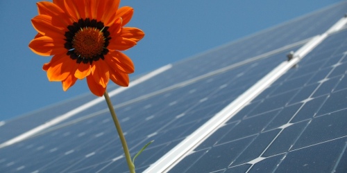 Solaranlage auf einem Dach, im Vordergrund eine Blume