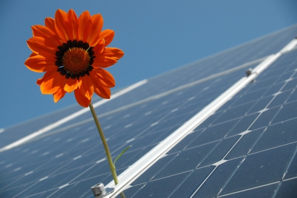 Solaranlage auf einem Dach, im Vordergrund eine Blume