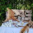 Auf einer Bank im Wald liegen verschiedene Tierfelle und Tiermaterialien zum Forschen. 
