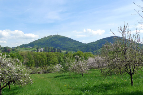 Landschaft (Wiese, Bäume, Berge) bei Varnhalt.