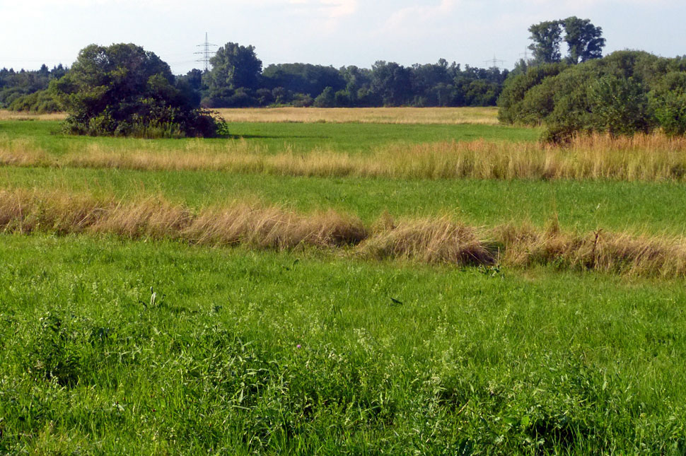 Altgrasstreifen in der Uchtweid