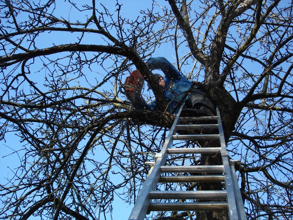 Mann auf einer Leiter beim Baumbeschnitt