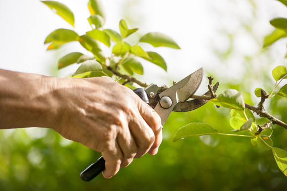 Hand mit Gartenschere, die einen Baumzweig beschneidet