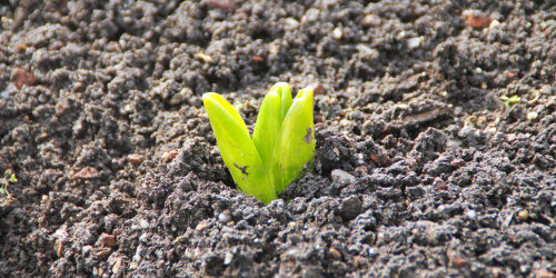 Eiune kleine Pflanze wächst aus dem Boden heraus.
