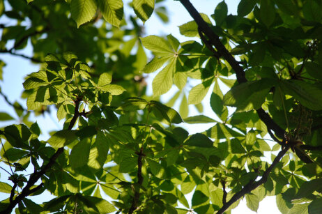 Blätter einer Kastanie