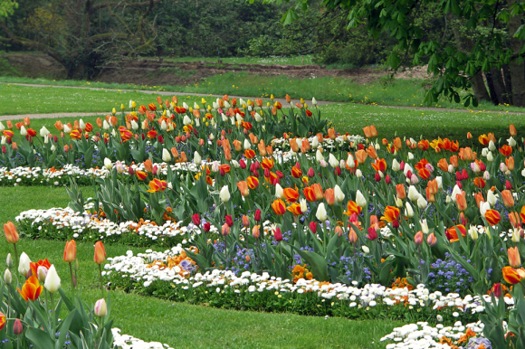 Hunderte bunte Tulpen in den Beeten am Dahliengarten.