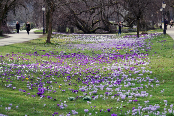 Tausende Krokusblüten in lila in der Lichtentaler Allee