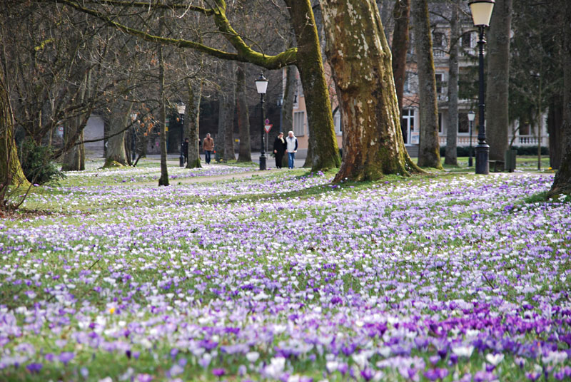 Tausende Krokusblüten in lila
