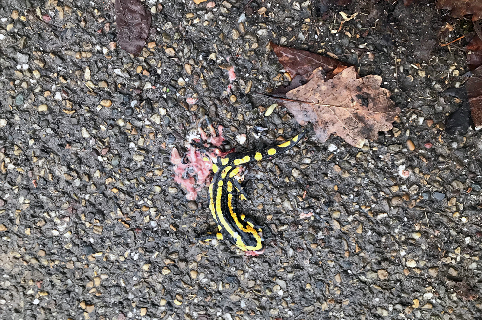 Überfahrener Salamander