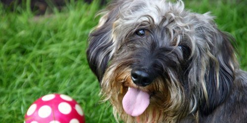 Hund mit Spielball im Gras
