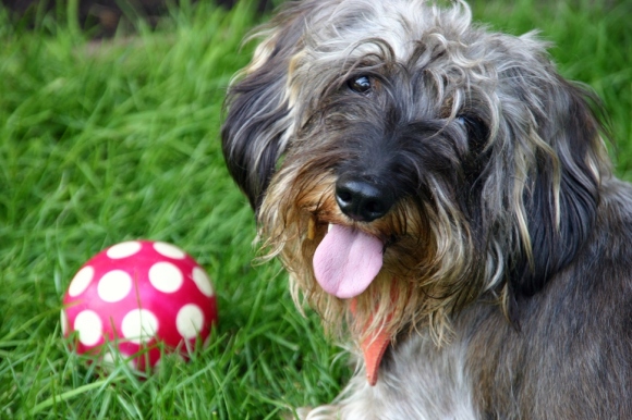 Hund mit Spielball im Gras
