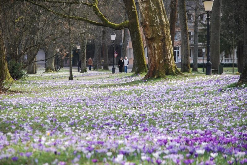 Krokusse in der Allee.