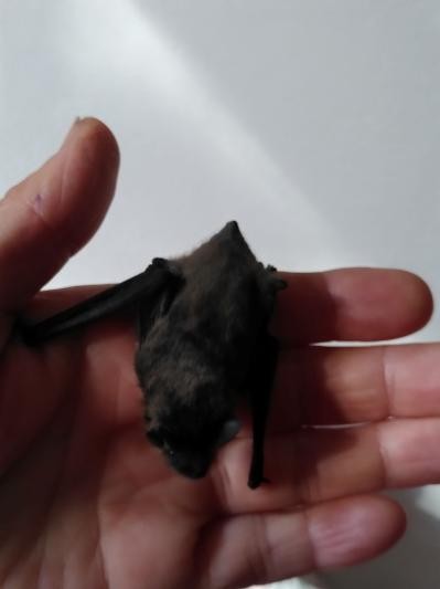 Eine Fledermaus auf einer menschlichen Hand. 