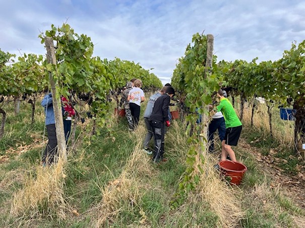 Schülerinnen und Schüler in den Weinreben. 