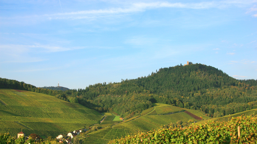 Weinberge im Rebland.